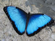 Продажа Живых тропических бабочек из Коскта Рикки  более 30 Видов