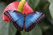 Продажа Живых тропических бабочек из Южной Америки  более 30 Видов